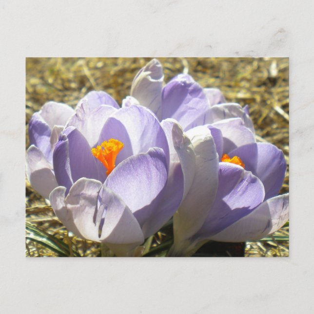 Purple Crocus Postcard (Front)