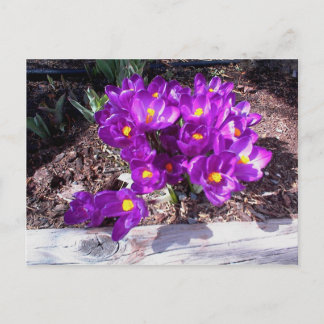 Purple Crocus Postcard