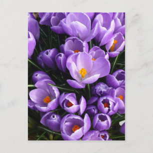 Purple Crocus Postcard