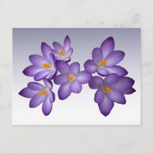 Purple Crocus Postcard