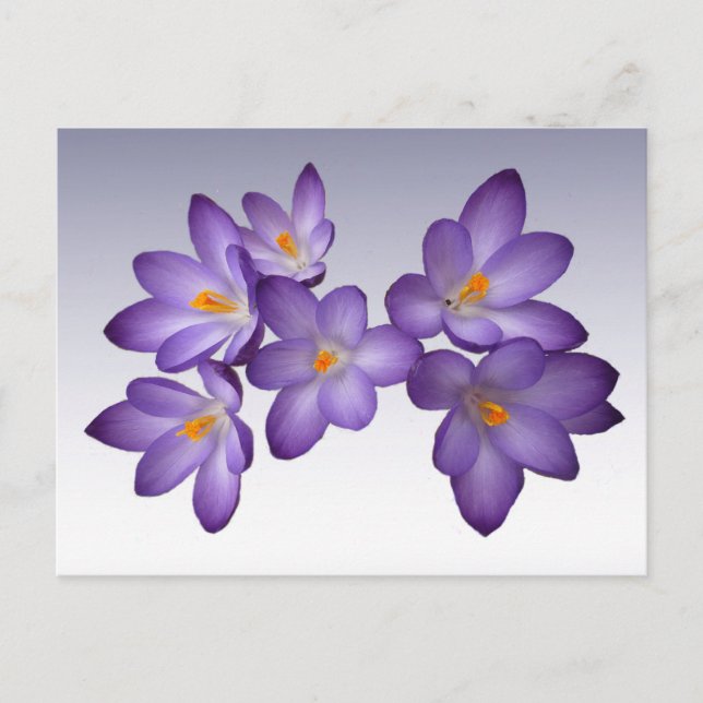 Purple Crocus Postcard (Front)
