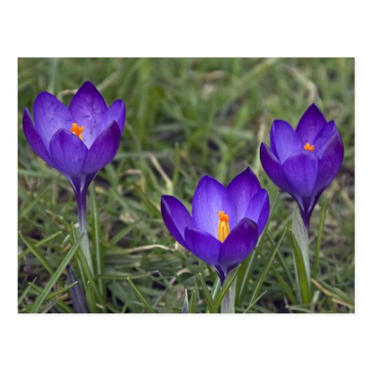 purple crocus postcard