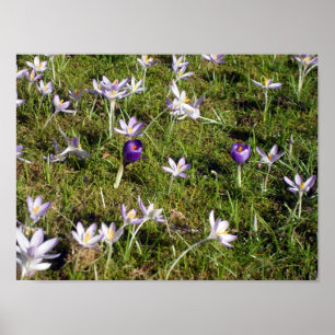 Purple Crocus Poster