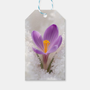 Purple Crocus Spring Awakening Gift Tags