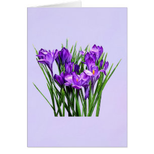 Purple Crocuses