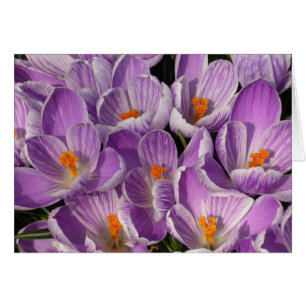 Purple Crocuses
