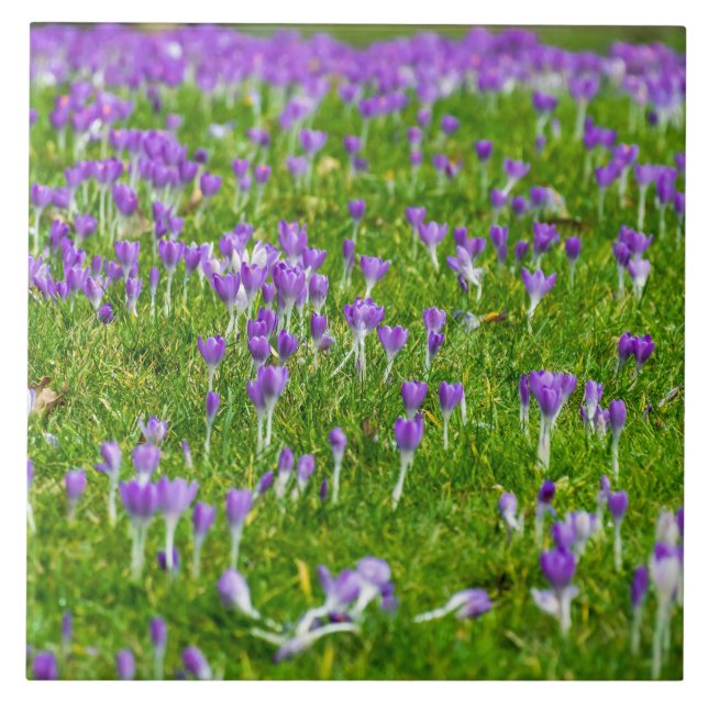 Purple crocuses ceramic tile (Front)