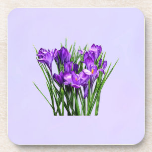 Purple Crocuses Coaster