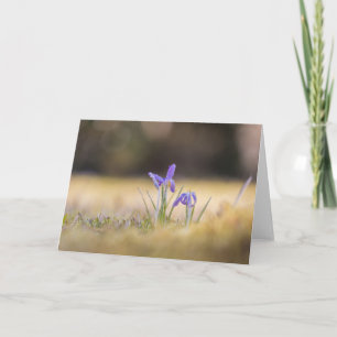 Purple Crocuses Nature Photo Card