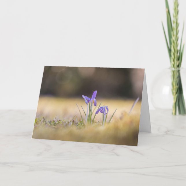 Purple Crocuses Nature Photo  Card (Front)
