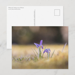 Purple Crocuses Nature Photo Postcard
