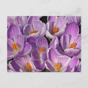 Purple Crocuses Postcard