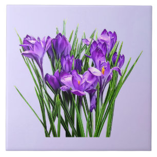 Purple Crocuses Tile