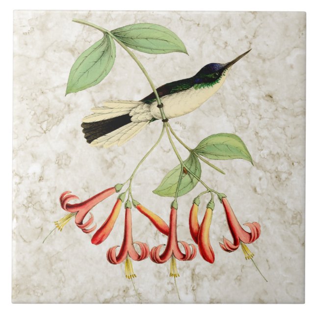 Purple Crown Fairy Hummingbird Vintage Nature Art Tile (Front)