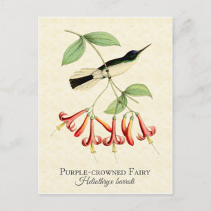 Purple Crowned Fairy Hummingbird Art Postcard