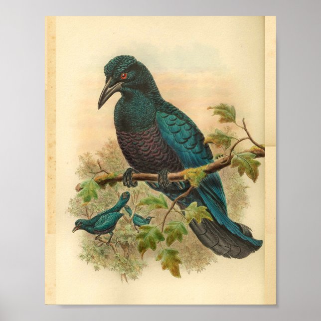Purple Curl Crested Manucode Vintage Bird Print (Front)