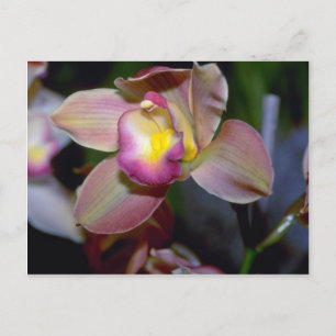 Purple Cymbidium flowers Postcard