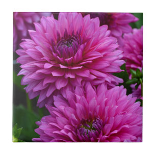 Purple dahlia flower garden tile