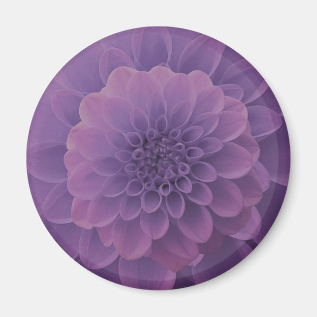 Purple Dahlia Magnet (Front)