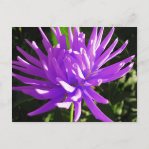 Purple dahlia postcard