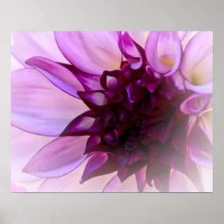 Purple Dahlia Poster