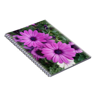 Purple daisies notebook
