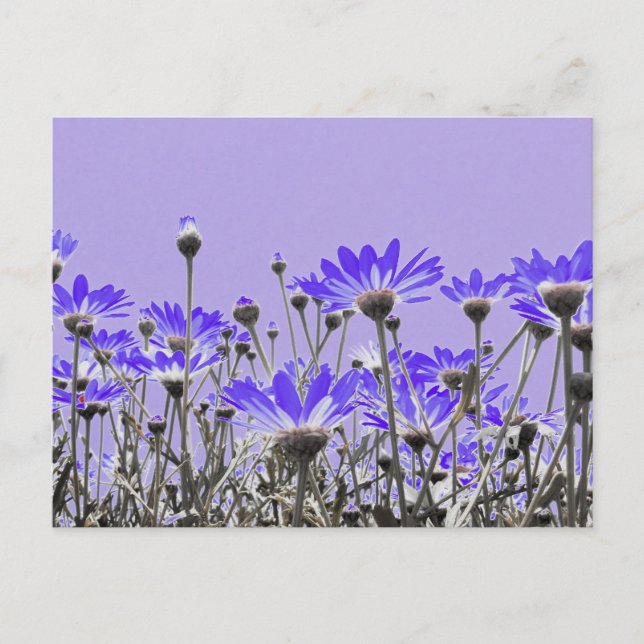 Purple Daisies Postcard (Front)