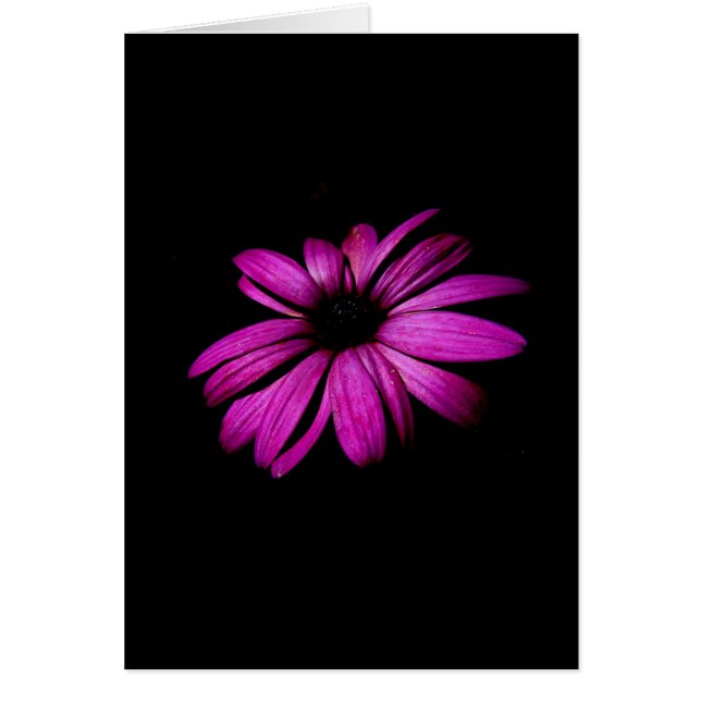 Purple Daisy (Front)