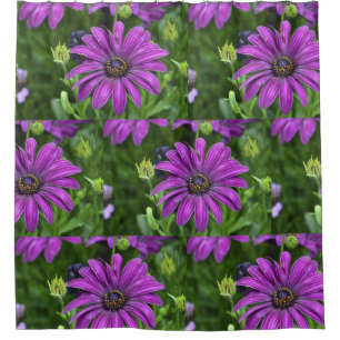 Purple Daisy