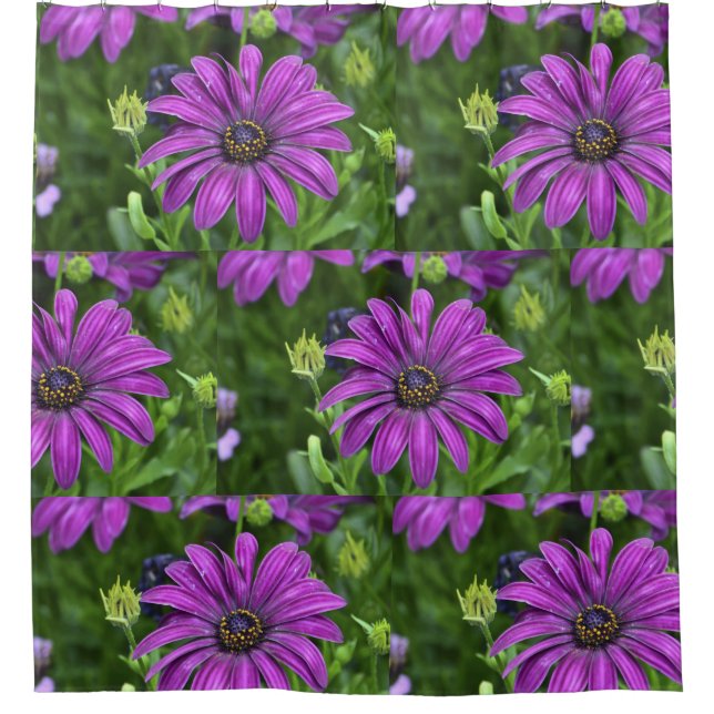 Purple Daisy (Front)