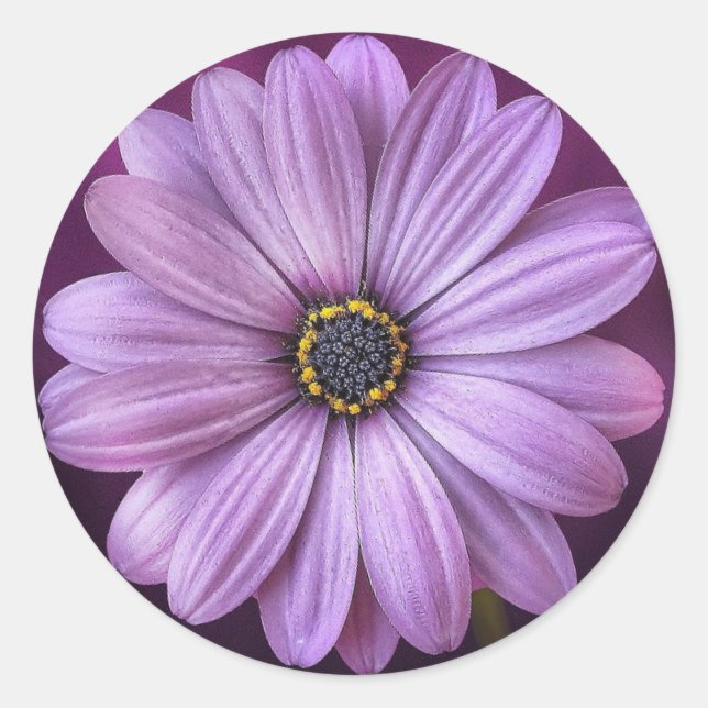 Purple daisy- classic round sticker (Front)