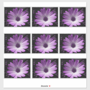 Purple Daisy Flower