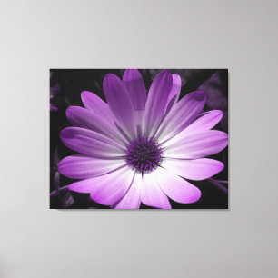 Purple Daisy Flower Canvas Print
