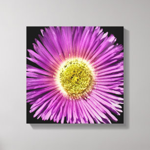Purple Daisy Flower Closee-up Boho Cheerful Floral Canvas Print