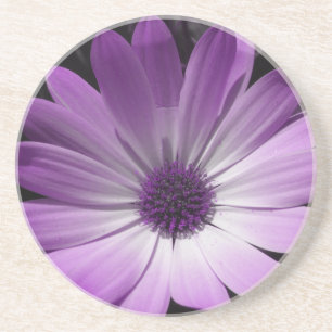 Purple Daisy Flower Coasters