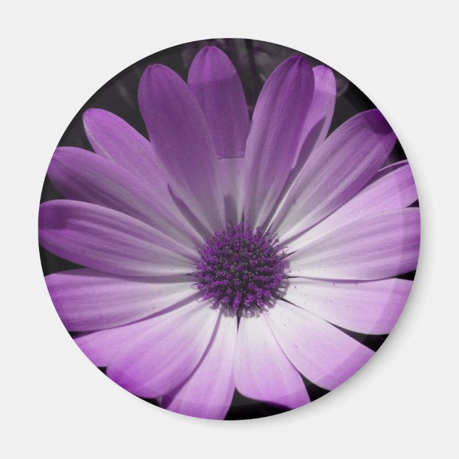 Purple Daisy Flower Magnet (Front)