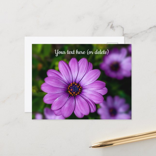 Purple Daisy flower Postcard (Front/Back In Situ)