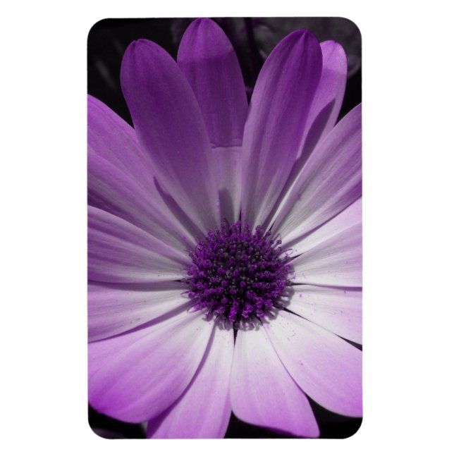 Purple Daisy Flower Premium Magnet (Vertical)