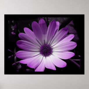 Purple Daisy Flower Print