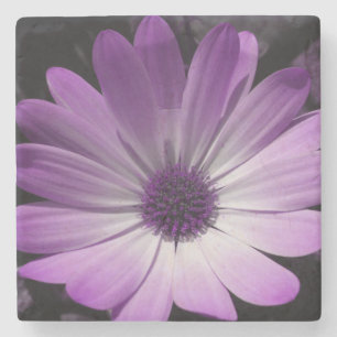 Purple Daisy Flower Stone Coaster