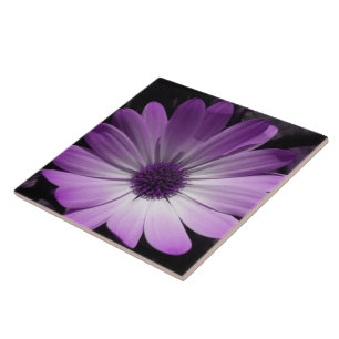 Purple Daisy Flower Tile
