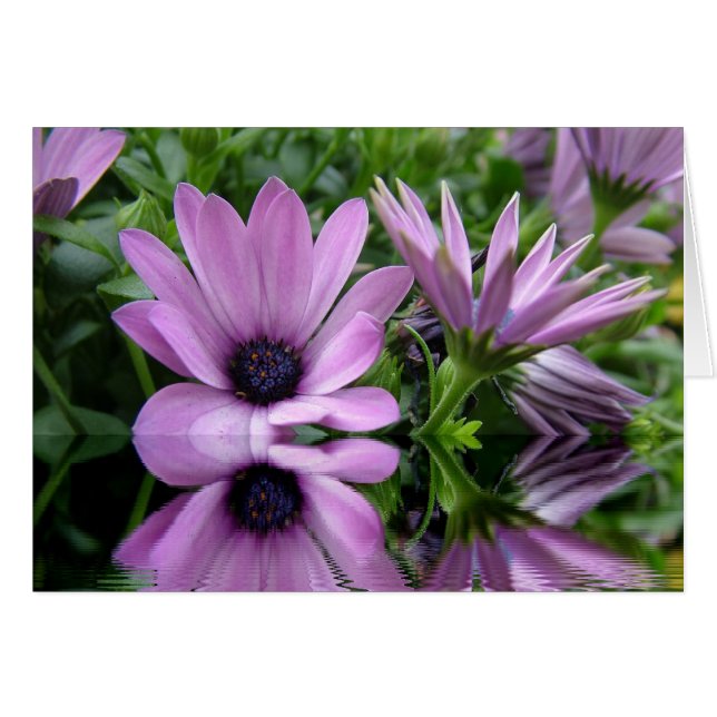 purple daisy flowers (Front Horizontal)