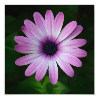 Purple Daisy Photo Wallart Print