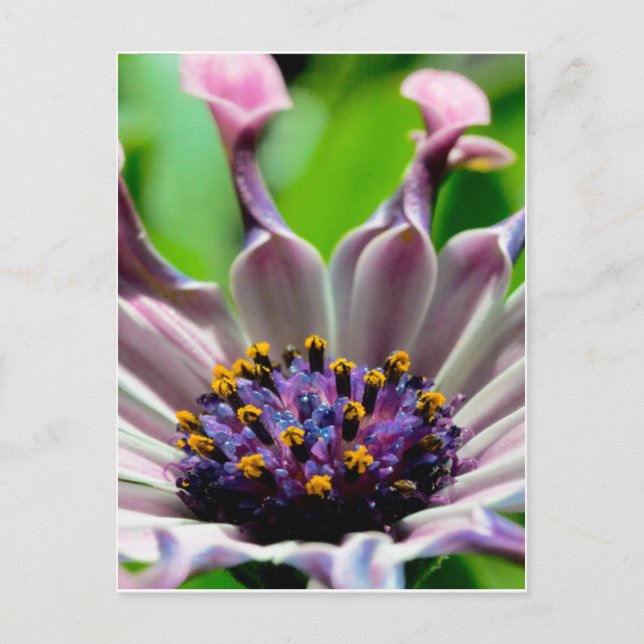 Purple Daisy Postcard Gifts (Front)