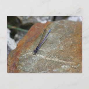 Purple Damselfly Nature Photography Postcard