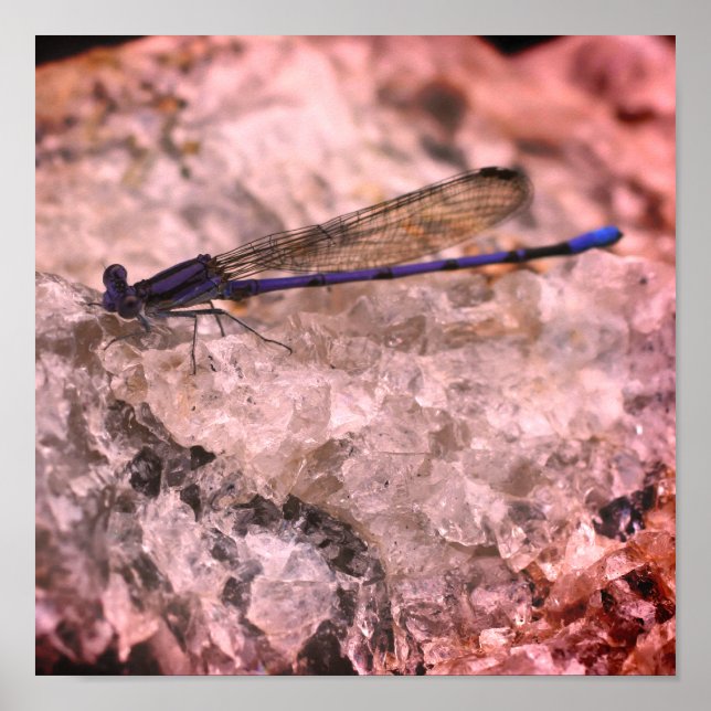 Purple Damselfly On Quartz Rock Close Up Poster (Front)