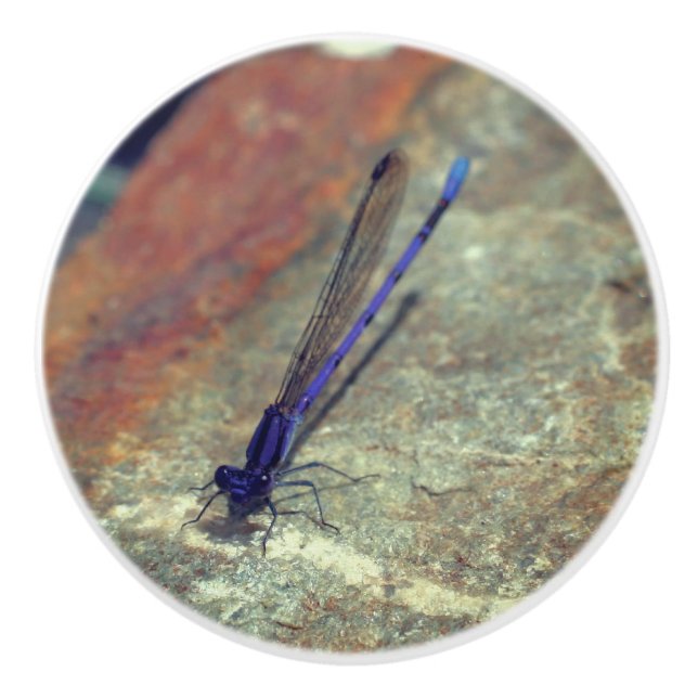 Purple Damselfly Posing On Rock Close Up  Ceramic Knob (Front)