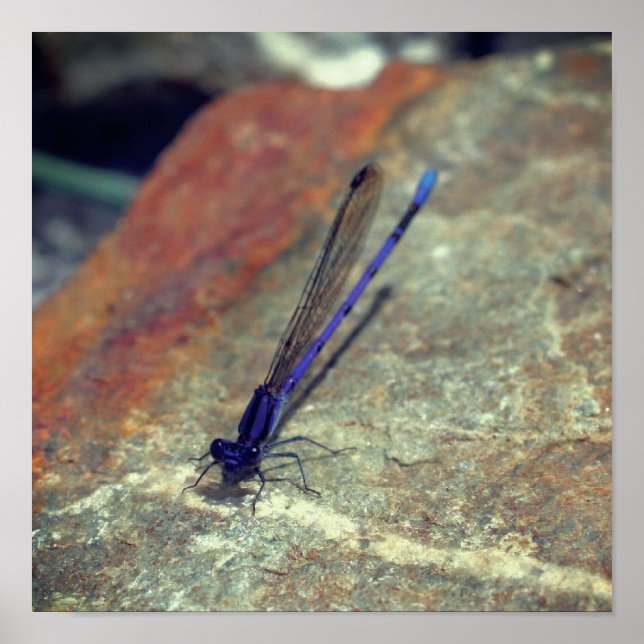 Purple Damselfly Posing On Rock Close Up Poster (Front)