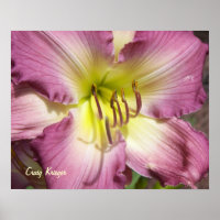 Purple Daylily