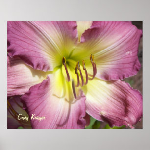 Purple Daylily Poster